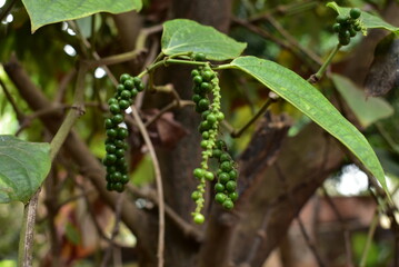 Pepper hanging in the plant