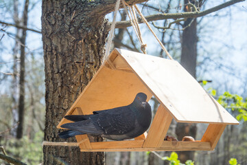 In the spring, on a bright sunny day in the forest, a pigeon in the feeder.