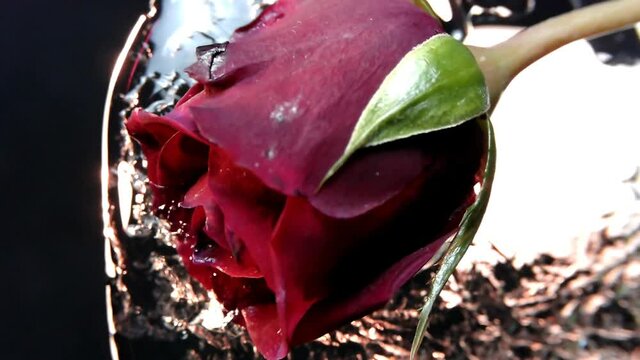 Eisw&uuml;rfel Schmilzt und eine Rose im Eis