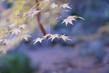 White Maple leaves on tree in Autumn season.