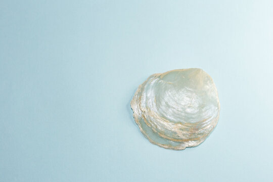 雑貨やインテリア、装飾などに使われる素材カピス貝(placuna placenta)