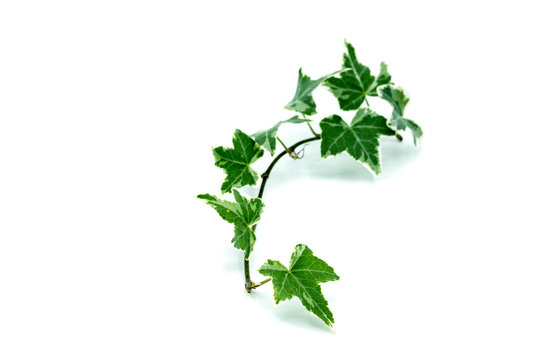 Ivy isolated on white background