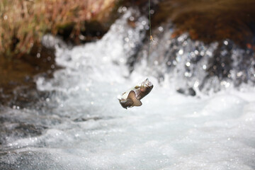 渓流釣りイメージ