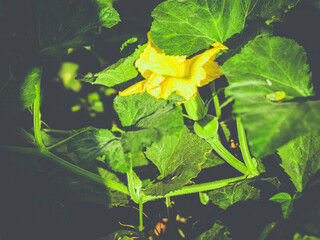 Pumpkins and pumpkin flowers are blooming in the pumpkin farm.