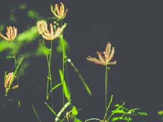 The grass reflected in the morning  with nature background.