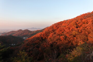 Mountains dyed in the sunrise (late autumn / autumn leaves) 朝焼けに染まる山々 (晩秋/紅葉)