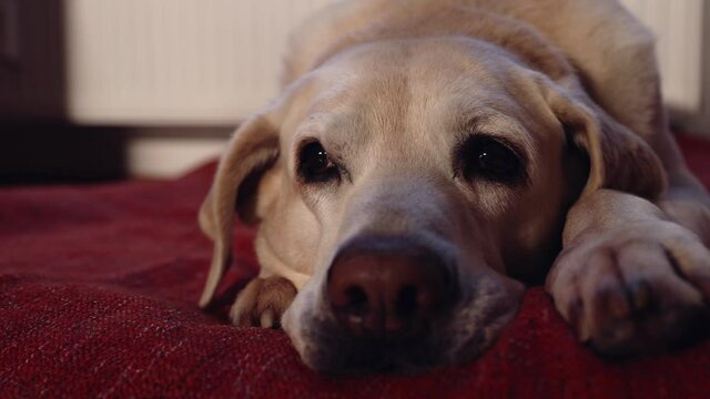 Cute old dog waiting evening at home. Tired labrador retriver sleeping on pet bed.