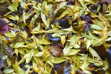 Beautiful and colorful background from autumn leaves