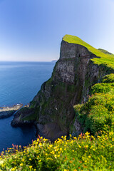 Hornbjarg cliffs in Hornstrandir nature reserve with blossoming flowers, Westfjords, north-east...