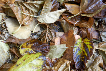 Beautiful and colorful background from autumn leaves