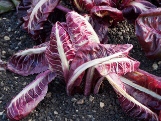 Beta vulgaris var. cicla - Blette rouge 'Vulkan', blette à feuilles ou poirée à tiges...