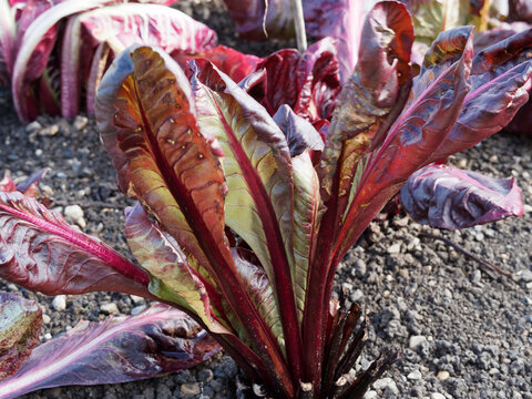 (Beta vulgaris cicla ) Bette &agrave; feuilles ou blette rouge cultiv&eacute;e au feuillage d&eacute;coratif vert-jaune au contour ondul&eacute;, nervur&eacute; de rouge vineux sur tige rouge&acirc;tre