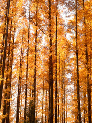 東京都　水元公園のメタセコイヤの黄葉