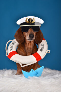 Adorable cute Dachshund dog with a captain hat, sunglasses and life buoy on his neck. On blue studio background