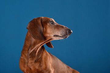 Adorable cute Dachshund dog profile on the blue studio background