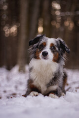 Mischling Hund im Schnee