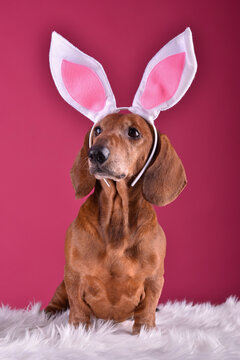 Cute Easter Dachshund with bunny ears and spring flowers on the pink background in studio