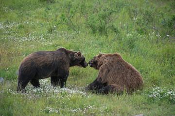 Two bears in Alaska touching noses.