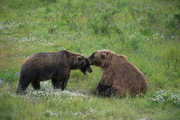 Obraz na płótnie Canvas Two bears in Alaska cuddling and touching faces.