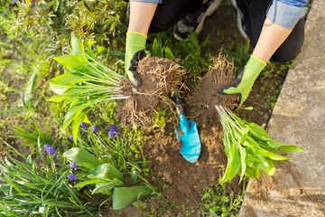 Close-up of spring dividing and planting bush of hosta plant in ground