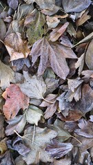 beautiful textured leaves lying on the ground covered with hoarfrost of delicate restrained shades of wilting nature constituting a seasonal natural background of autumn mood