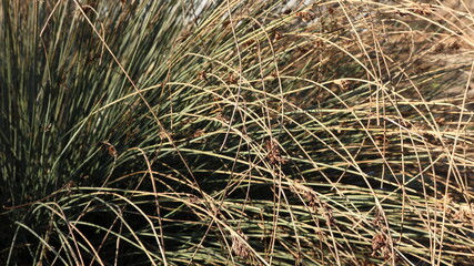 thickets of tall, curved straw-colored grass in fall season, illuminated by gilded sunlight, natural textured backdrop of autumn blades of grass