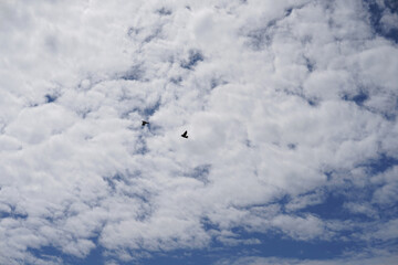 Silhouettes of doves in the cloudy sky.