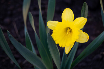Fototapeta premium Illuminating Yellow Narcissus flower on a green natural background. Spring flower in the garden close-up