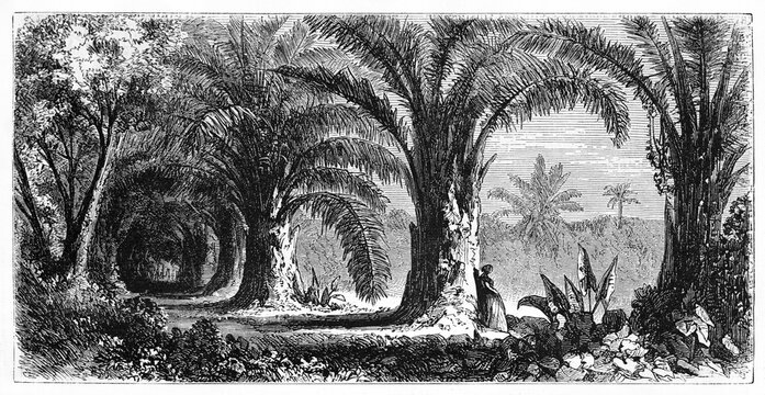 palm-lined path, Raffia Palms (Raphia regalis), and woman alone thoughtful leaning against one of them. Ancient grey tone etching style art by B�rard, Le Tour du Monde, 1861