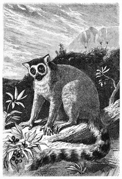 Ring-tailed Lemur (Lemur catta) posing on a branch foreground. Jungle and mountain background far in the distance. Ancient grey tone etching style art by Gaucherd, Le Tour du Monde, 1861