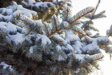 Branches of blue spruce covered with snow on blurred background
