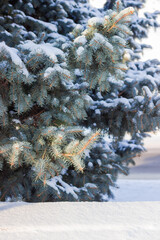 Branches of blue spruce covered with snow on blurred background