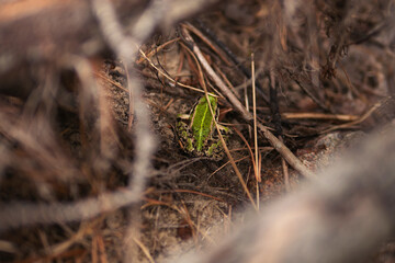 Small Green Frog Hiding in Undergrowth