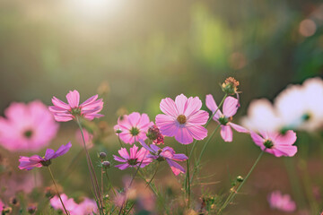 beautiful pink cosmos nature landscape with sunrise