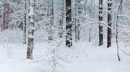 Section of the winter forest after snowfall
