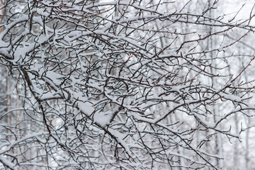 Background of the deciduous tree branches covered with snow