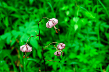 Lily purple in the forest