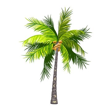 Palm tree with coconut fruit, exotic tropical plant. Vector puffy green leaves and stem, island tree, nature, summer harvest, botanical design isolated on white background