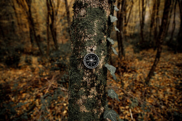 navigating the forest with a compass
