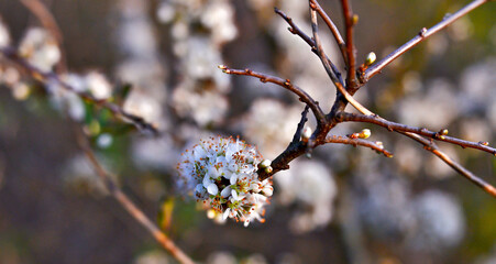 white blossom on a branch, selective focus with art lens, bokeh background