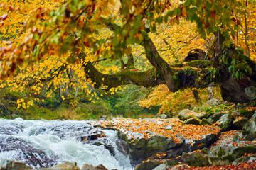 Obraz premium River with rapids in the autumn