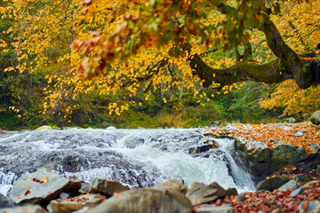 River with rapids in the autumn