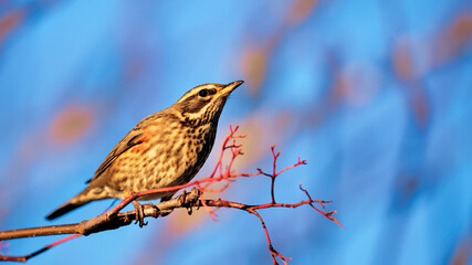 Redwing thrush in evening light perched on a branch in the Highlands