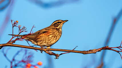 Redwing thrush in evening light perched on a branch in the Highlands