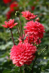 In a flower bed a considerable quantity of flowers dahlias with petals in various tones of pink color.