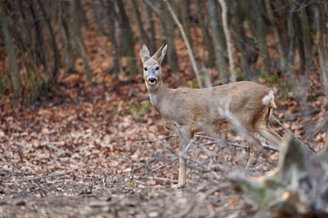 Roe deer in the forest