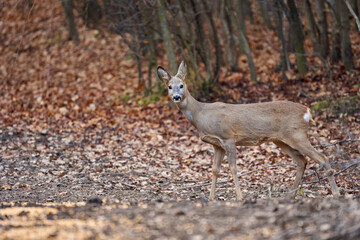 Roe deer in the forest