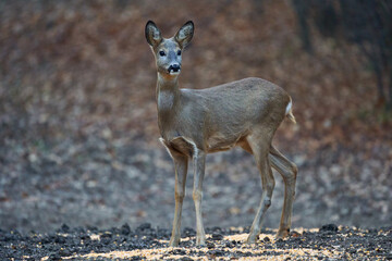 Roe deer in the forest