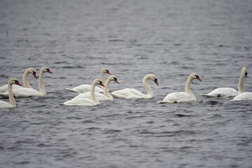 Fototapeta premium Swans on a lake