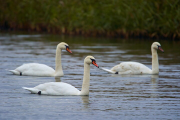 Fototapeta premium Swans on a lake